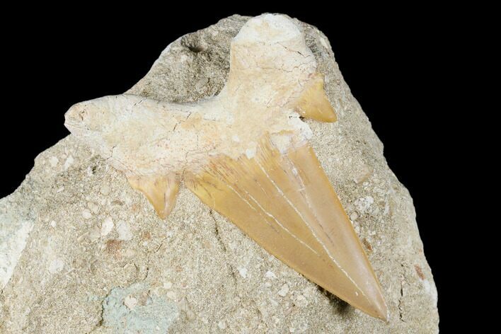 Otodus Shark Tooth Fossil in Rock - Eocene #174160